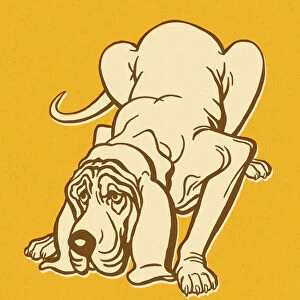 Bloodhound Dog Sniffing