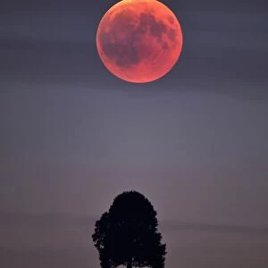 Bloodmoon, total lunar eclipse, double exposure with tree on moraine hill, Hirzel