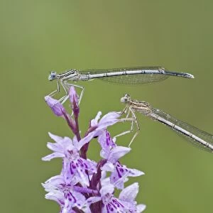 Two Blue-tailed Damselfies -Ischnura elegans- on a Heath Spotted Orchid or Moorland Spotted Orchid -Dactylorhiza maculata-, North Hesse, Hesse, Germany