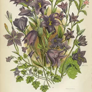 Botanical Illustrations Poster Print Collection: The Flowering Plants and Ferns of Great Britain