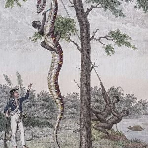 Boa constrictor getting skin removed, hand-coloured copperplate engraving from Friedrich