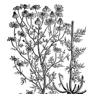 Botany plants antique engraving illustration: Matricaria chamomilla (chamomile)
