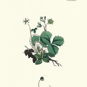 Botany, Potentilla sterilis, barren strawberry, Flower, plant, botanical print