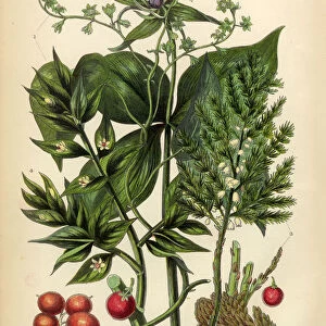 Briony, Black Briony, Asparagus, Butchers Broom Victorian Botanical Illustration