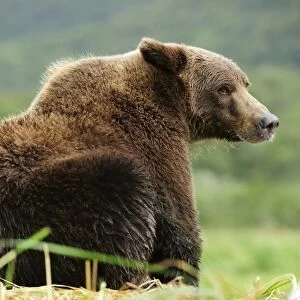 Brown Bear -Ursus arctos- sitting in the grass, Katmai National Park, Alaska