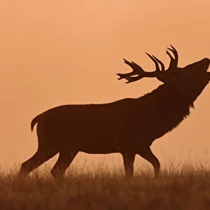 Bugling Stag