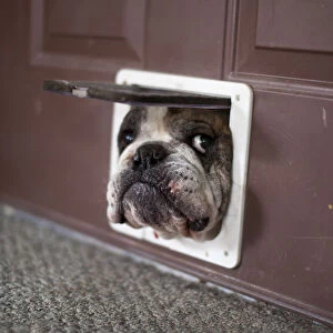 Bulldog trying to get through a cat door