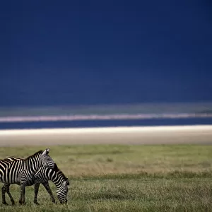 Burchells zebras (Equus BURCHELLI), TANZANIA
