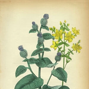 Burdock and St. Johns WortVictorian Botanical Illustration