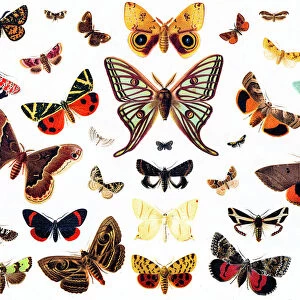 Colourful Butterflies Framed Print Collection: Monarch Butterfly (Danaus plexippus)