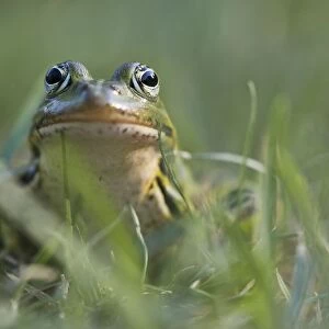 camouflaged, camouflaging, cropped, green, green frog, head shots, looks, natural environment