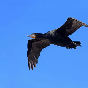 Cape Cormorant -Phalacrocorax capensis-, in flight, Bettys Bay, Western Cape, South Africa