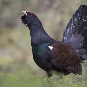 Capercaillie or Western Capercaillie -Tetrao urogallus-, displaying, Tyrolean Oberland, Tyrol, Austria