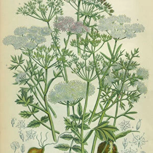 Caraway, Seed, Earthnut, Saxifrage, Rockfoil, Victorian Botanical Illustration