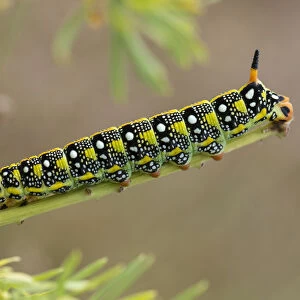 Caterpillar of the Spurge Hawk-moth -Hyles euphorbiae- feeding on its food plant Cypress Spurge -Euphorbia cyparissias-, Germany