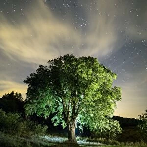 Celtis australis tree, over 100 years in the field illuminated by the light of the moon and a starry sky
