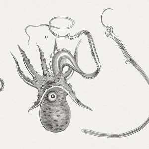 Cephalopoda, published in 1868