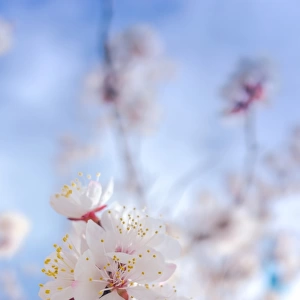 Cherry blossom with blue sky