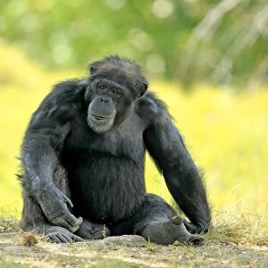 Chimpanzee -Pan troglodytes troglodytes-, male, captive, Miami, Florida, USA