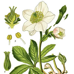 Botanical Illustrations Poster Print Collection: Medicinal and Herbal Plant Illustrations