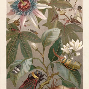 Cicadas, lithograph, published in 1897