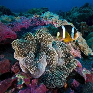 Clarks anemonefish -Amphiprion clarkii-, Palau