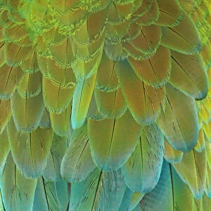 Close up of back feathers of a Macaw Parrot bird