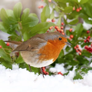 Close-up image of a European Robin garden bird in the snow