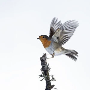 Close-Up Of Robin (Erithacus rubecula), in flight on a white background