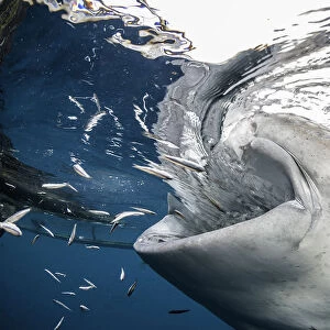 Close up of a whale shark feeding near a fishing net hanging from a floating fishing platform, Cenderawasih Bay, West Papua, Indonesia