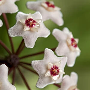 Closeup of a flower umbel of a Wax Plant -Hoya carnosa-