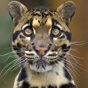 Nature & Wildlife Framed Print Collection: Clouded Leopard