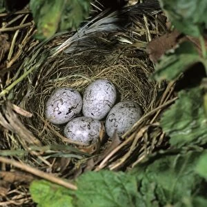 Clutch of the Yellowhammer -Emberiza citrinella-