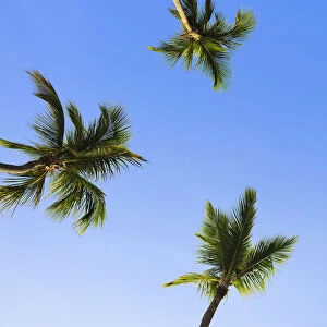 Coconut palms -Cocos nucifera-, Dominican Republic, Caribbean