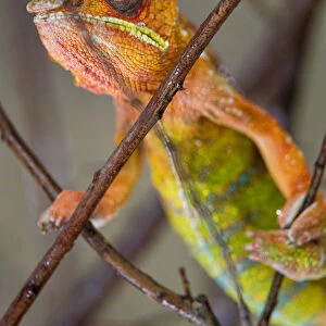 Colorful chameleon in a tree