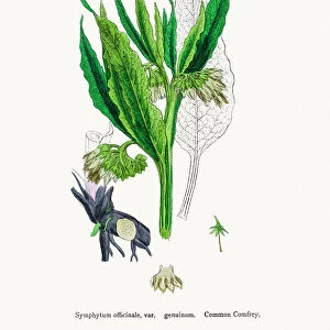 Botanical Illustrations Framed Print Collection: English Botany, or Coloured figures of British Plants