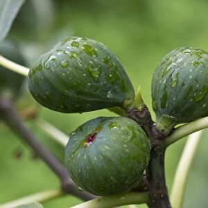 Common fig -Ficus carica-