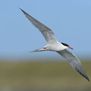 Common Tern -Sterna hirundo- in flight, Wagejot nature reserve, Texel, West Frisian Islands, province of North Holland, The Netherlands