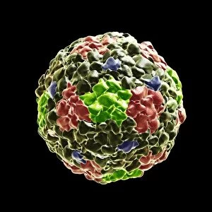 Coronavirus virus particles, illustration