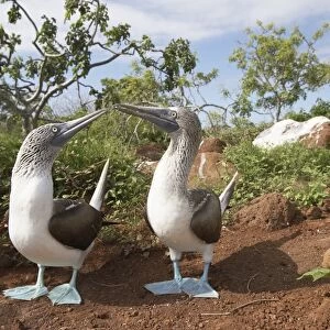Courting Blue Footed Boobies (Sula nebouxii) near nest