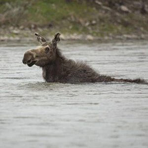 Cow Moose Swimming in River