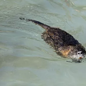 Coypu, River Rat or Nutria -Myocastor coypus-, floating, Poing, Upper Bavaria, Bavaria, Germany