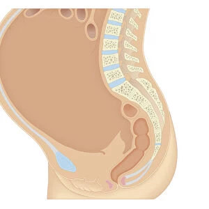 Cross section biomedical illustration of anatomy during pregnancy