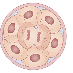 Cross section biomedical illustration of human cell division with zygote dividing to form new cells