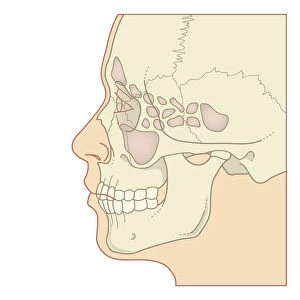 Cross section biomedical illustration of position of sinuses, profile