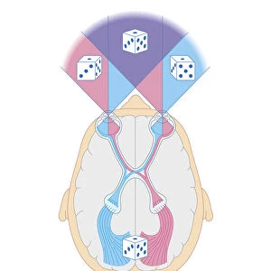Cross section biomedical illustration of Stereopsis