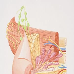 Cross-section diagram of female breast