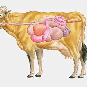 Cross section illustration of cow digestive system