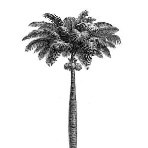 Cuban royal palm, Florida royal palm, or simply the royal palm (Roystonea regia)