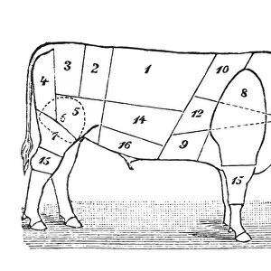 Cuts of Veal